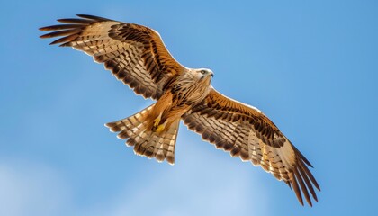 Fototapeta premium Capturing the Grace of a Black Eared Kite in Akashi, Japan - April 2023