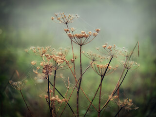 umbellifers in the misty wood cornwall uk 