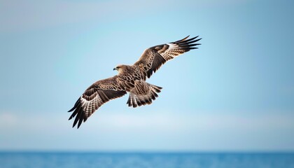 Fototapeta premium Capturing the Grace of a Black eared Kite in the Clear Blue Sky of Akashi, Japan