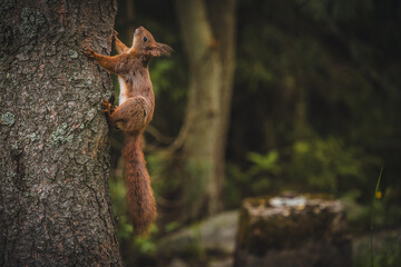 Beautiful squirrel on the tree. Young squirrel in summer forest.