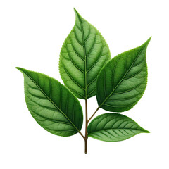 Fototapeta premium Green leaf isolated on transparent background