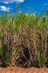 Naklejka premium Sugar cane field and blue sky on the farm in Brazil