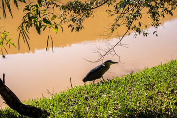 Night heron, Nycticorax nycticorax, grey water bird sitting, animal in the nature habitat, Brazil.