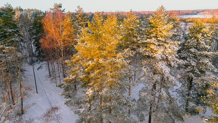 These are the forests of Estonia in winter, everything is covered with snow in the north of Europe, the leafy pines resist the harsh cold. 