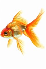Fototapeta premium goldfish isolated on white
