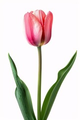Tulip pink pastel flower with two leaves isolated on white background. Beautiful composition for advertising and packaging design in the garden business.