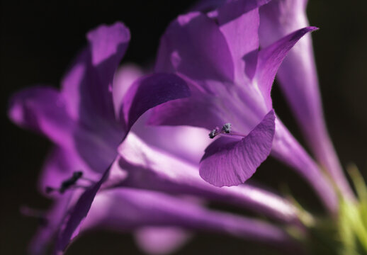 Philippine violet, Bluebell barleria, Crested Philippine violet

ข้อมูลอ้างอิง (Source) : https://medthai.com/%E0%B8%AD%E0%B8%B1%E0%B8%87%E0%B8%81%E0%B8%B2%E0%B8%9A/ | Medthai