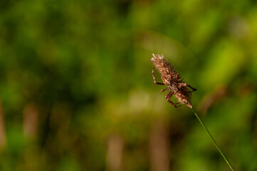 A spider hanging on long grass in a meadow at sunset