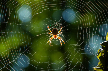 A spider hanging from a web on a sunny day in the forest