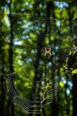 A spider hanging from a web on a sunny day in the forest