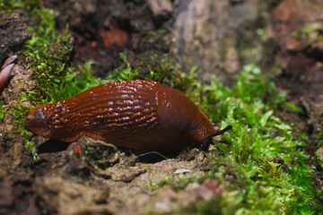 snail macro photography soft focus natural outdoor close up tilt shift effect environmental space...