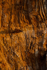 Brown surface of a rotten willow tree trunk.