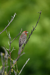 Common Red Headed House Finch Perched