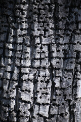Rectangle Square Tree Bark Pattern Texture