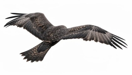 Obraz premium Graceful Majesty: Watching the Black Kite Soar in Flight at 7:4 Aspect Ratio