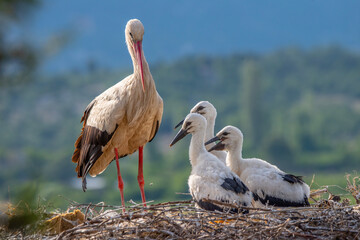 Natural life images of storks returning to the same nest every year with their babies.