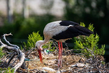 Natural life images of storks returning to the same nest every year with their babies.