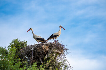 Natural life images of storks returning to the same nest every year with their babies.