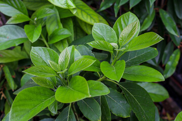 Newly Sprouted Young Leaves on Avocado Tree