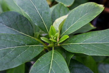 Newly Sprouted Young Leaves on Avocado Tree