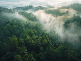 Obraz premium Serene Forest Canopy Enveloped in Morning Fog - Wide Shot Nature Landscape in Unsplashed Photography Style with Tall Trees and Calm Misty Ambiance