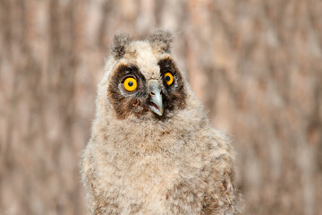 great owl