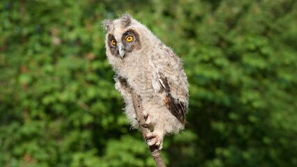 great grey owl