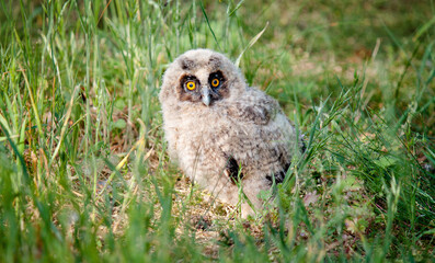 great grey owl