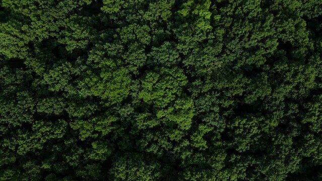 Aerial drone shot of lush green forrest in late spring. Huge trees fighting for the sun exposure seen from the air. Flyover footage of suburban park in Europe on a warm summer afternoon.
