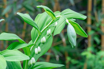 Row of small white flowers solomons seal bloom in botanical garden. Perennial herbaceous...