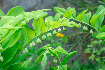 Row of small white flowers solomons seal bloom in botanical garden. Perennial herbaceous...