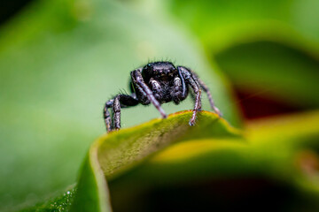 Fotografía en primer plano de una araña saltadora negra