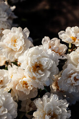 peony white flowers in a garden