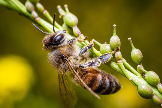 Fotograf&iacute;a en primer plano de una abeja mel&iacute;fera posada sobre una rama.