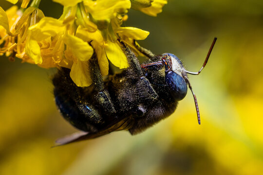 Fotograf&iacute;a en primer plano de una abeja negra recolectando polen