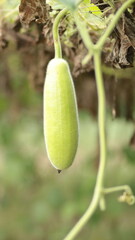 Bottle gourd 