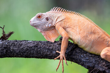 Close up of a red iguana on a tree branch