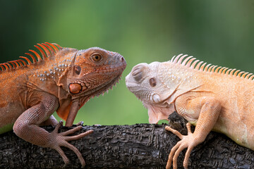 Close up of a red iguana on a tree branch