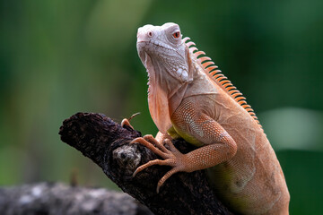 Close up of a red iguana on a tree branch