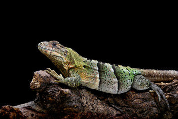 Spiny tailed iguana hanging on a tree