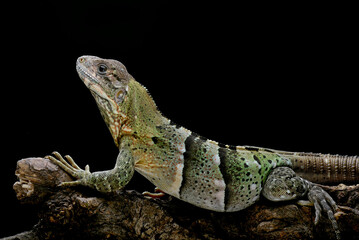 Spiny tailed iguana hanging on a tree