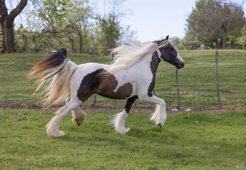 Black and white Gypsy Vanner Horse running in pasture © Terri Cage 