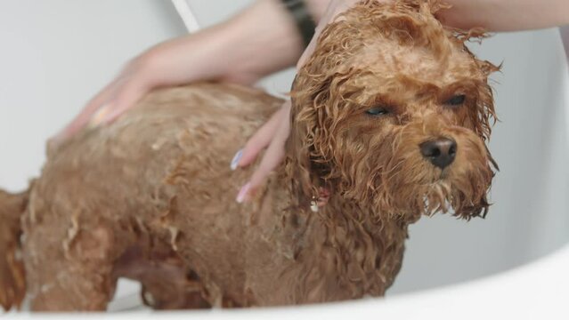 Dog grooming salon. A female groomer bathes a purebred small dog in a bathtub in a professional pet grooming salon.