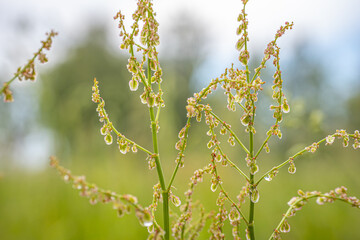 Close-up of a lettuce sorrel flower with delicate blooming stems adorned with dew drops on a soft blurred green and blue background.