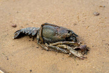 dead crayfish on the sandy shore.