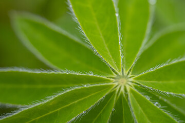 Close-up of a green leaf with fine hairs and glistening dew drops on a blurred green background.