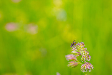 Close-up of a fly perched on a flower against a bright green blur background.