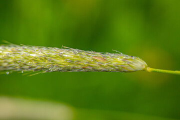 Macro Photo Image of dew drops sticking to a blade of grass with a bright green blurred background.