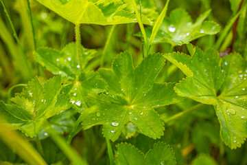 Close-up of a vibrant green leaf with glistening dew drops, highlighting the natural beauty and freshness of the foliage. Copy space.