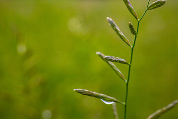Close-up of a delicate grass flower with purple buds on a blurred green meadow background.